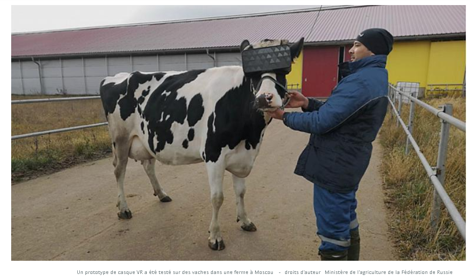 Vacas russas recebem fones de realidade virtual para reduzir a ansiedade e melhorar o humor