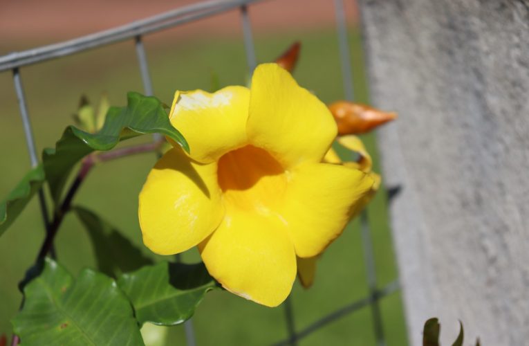 Alamanda amarela: conheça mais sobre essa flor