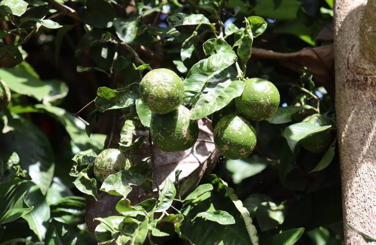 Limão rosa: conheça os principais benefícios de consumir a fruta