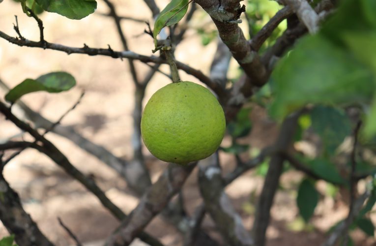 Limão galego: conheça os benefícios da fruta