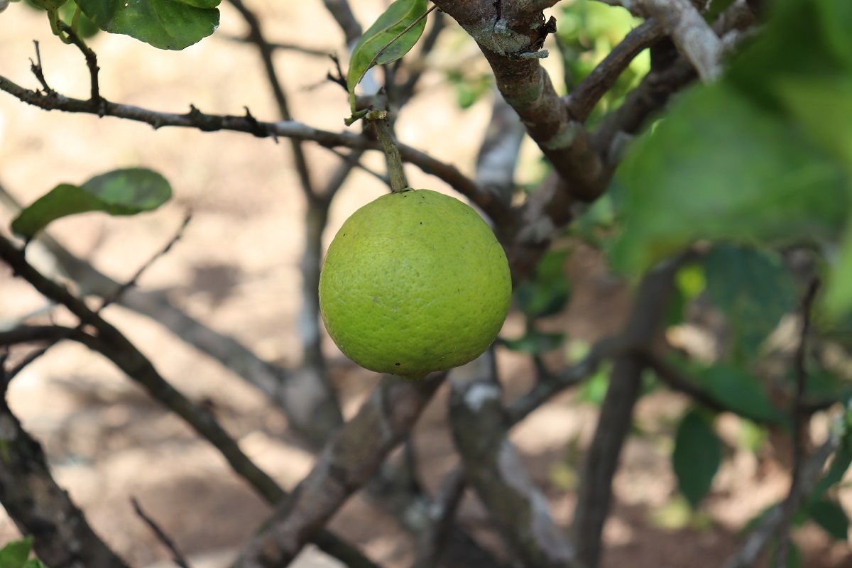 Limão galego: conheça os benefícios da fruta