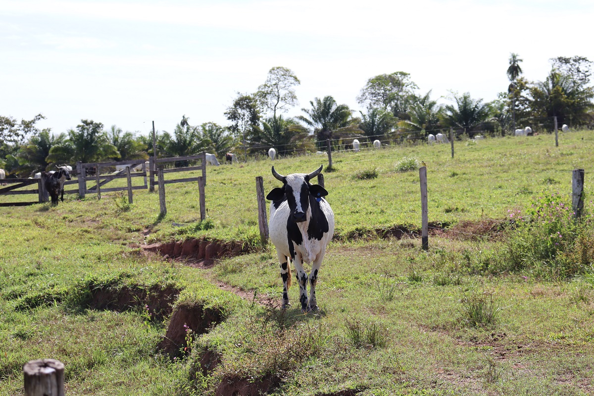 Você já ouviu falar na chamada bovinocultura de leite?