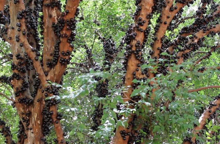 Conheça os principais benefícios da jabuticaba?