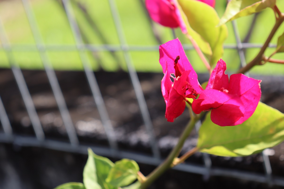 Planta bougainville: conheça alguns fatos curiosos sobre a planta