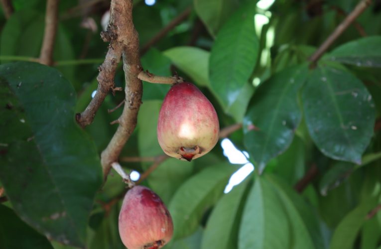 Conheça tudo sobre a fruta Jambo