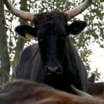 Boi Wagyu: saiba tudo sobre essa raça de bovino