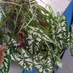 Planta caladium: conheça mais sobre essa planta