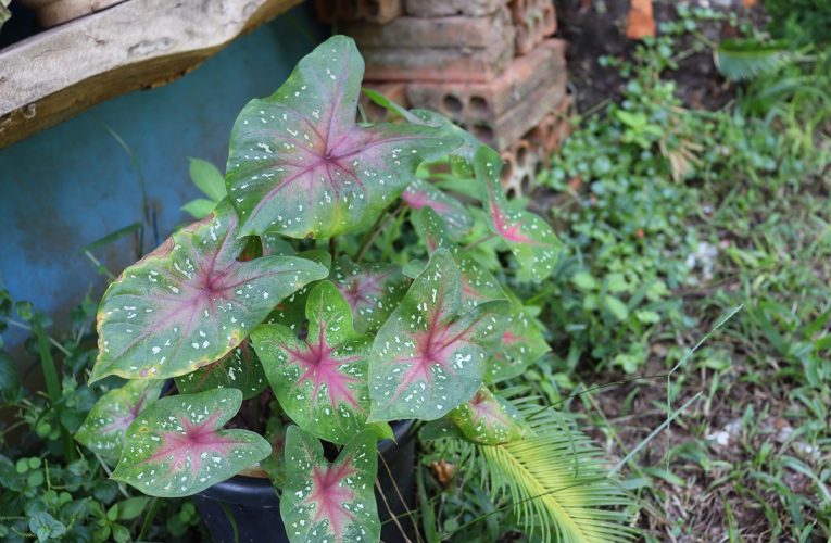 Saiba como cuidar do caladium