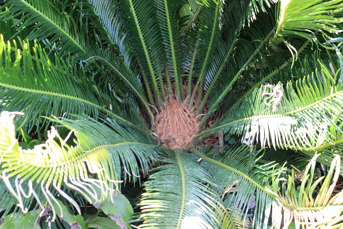 Cica Também conhecida como Palmeira-sagu