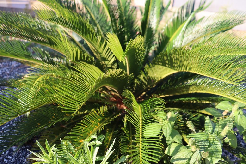Palmeira sagu