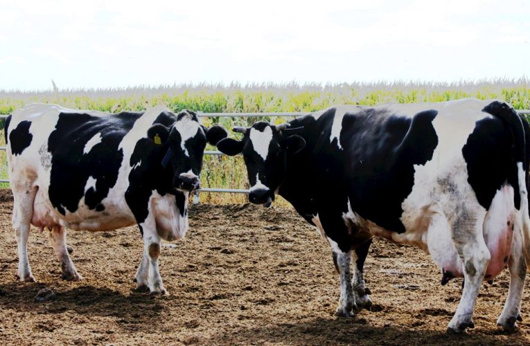 Conheça as cinco doenças mais comuns na pecuária leiteira