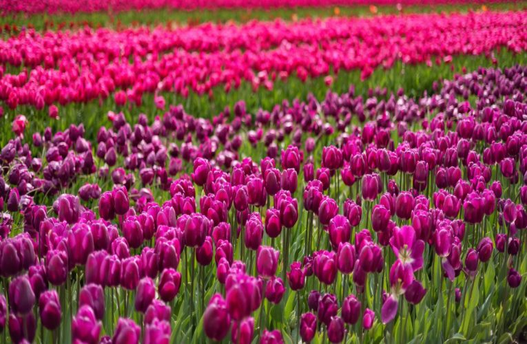 Flor Tulipa: saiba tudo sobre essa planta