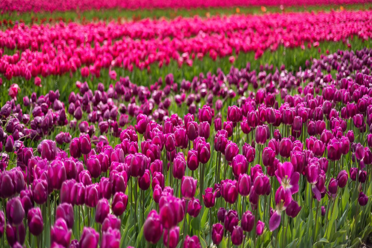 Flor Tulipa