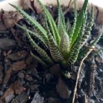 Haworthia fasciata: conheça tudo sobre essa planta