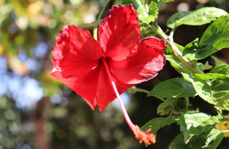 Saiba tudo sobre o hibisco