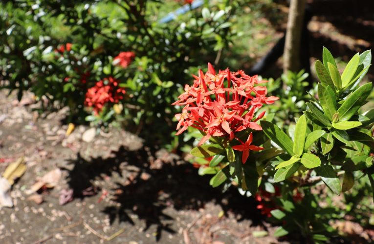 Ixora-chinesa: aprenda tudo sobre essa planta