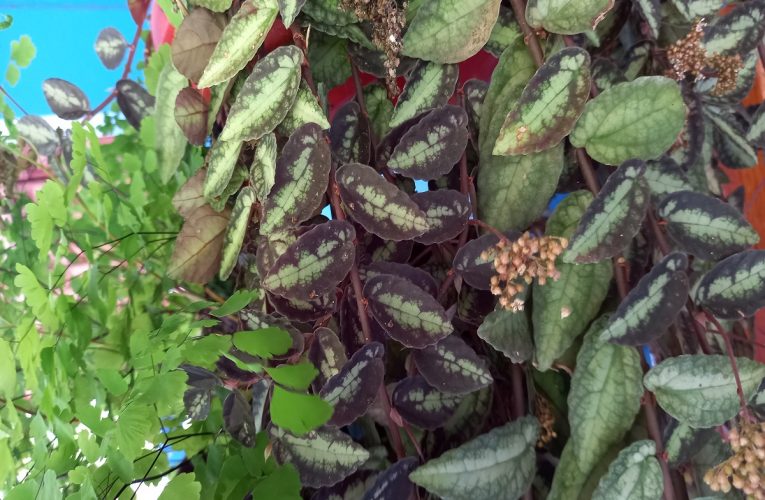 Planta Maria-fumaça: conheça essa planta incrível