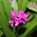 Conheça a orquídea-grapete