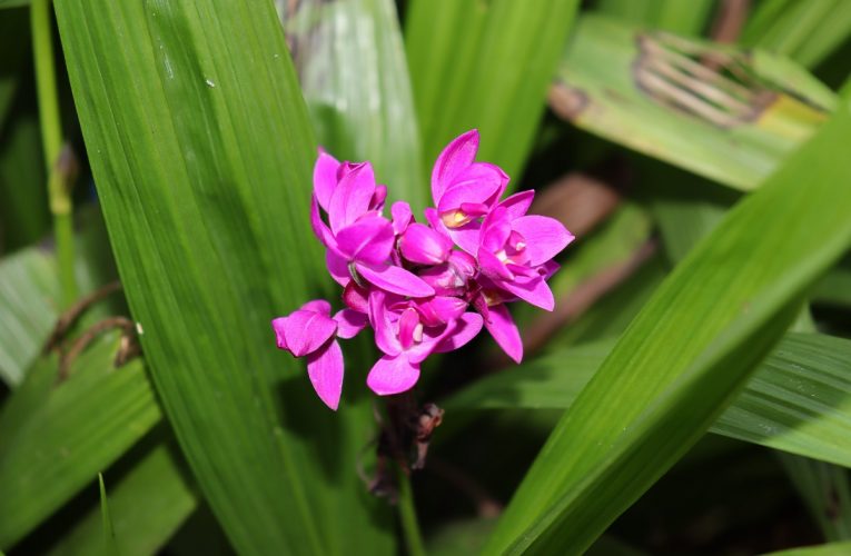 Conheça a orquídea-grapete