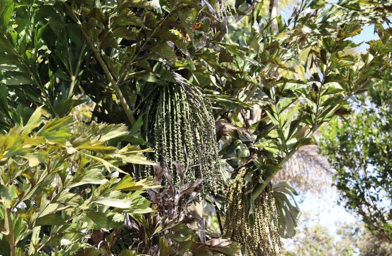 Caryota mitis: já ouviu falar nessa planta?