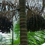 Palmeira do açaí: saiba tudo sobre essa árvore