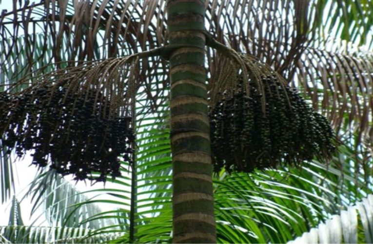 Palmeira do açaí: saiba tudo sobre essa árvore