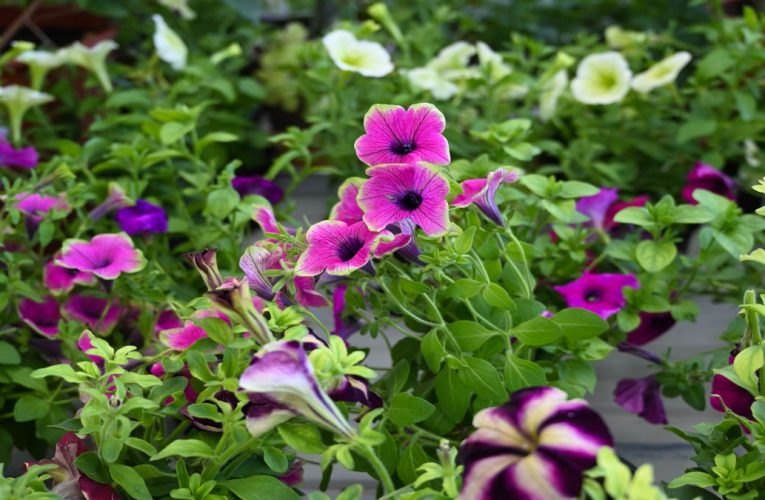 10 dicas para escolher a planta certa para o seu jardim
