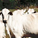 Selo internacional impulsiona investimentos na pecuária do Paraná