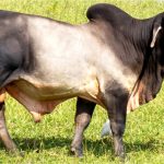 Conheça a espécie bovina Zebu