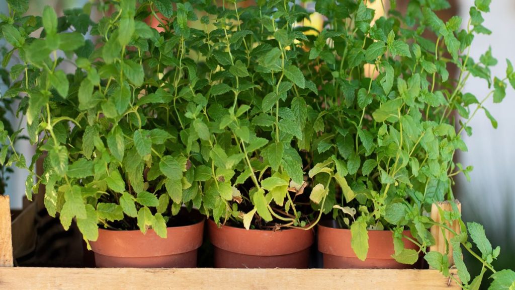 Como plantar manjericão em vasos