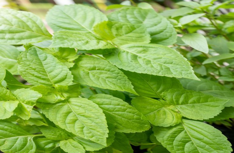 Manjericão: conheça mais sobre essa erva saborosa e aprenda a cultivá-la em sua casa.