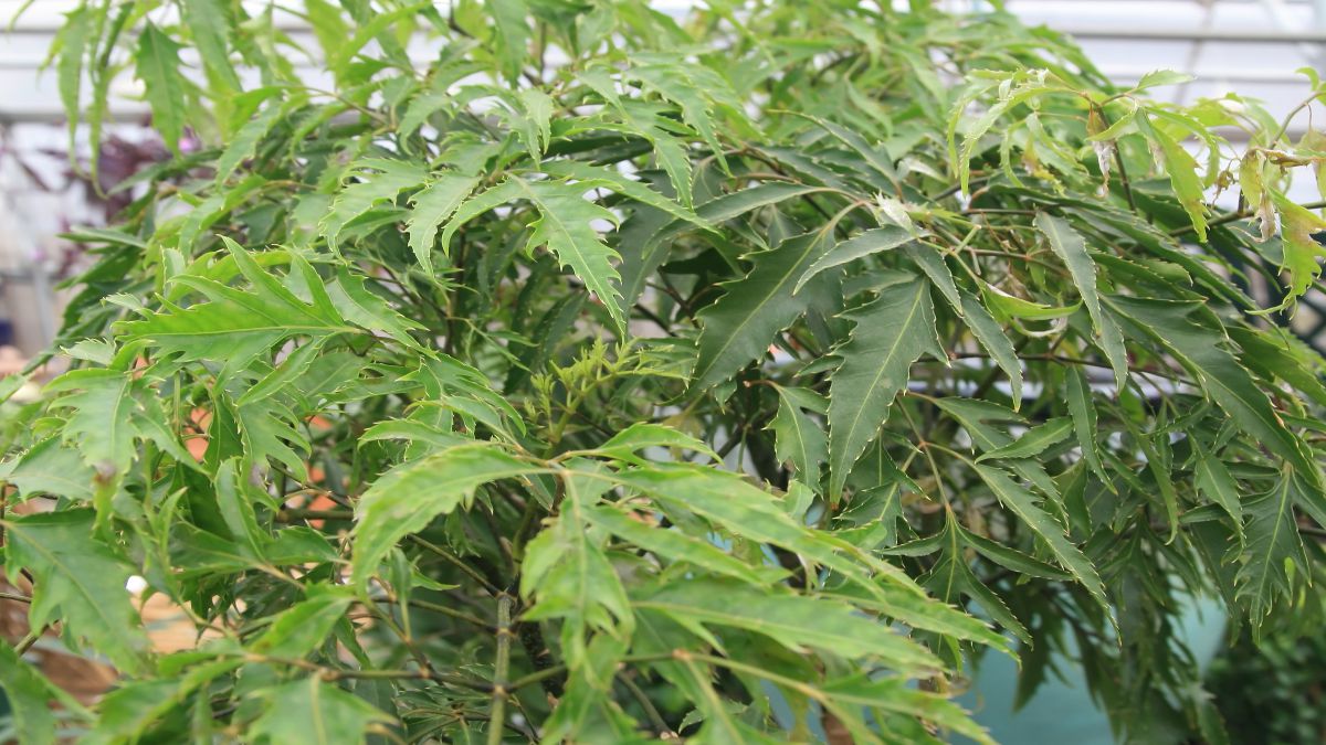 árvore da felicidade - Polyscias Fruticosa