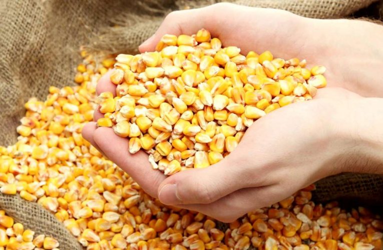 As exportações brasileiras de milho têm apresentado um crescimento significativo